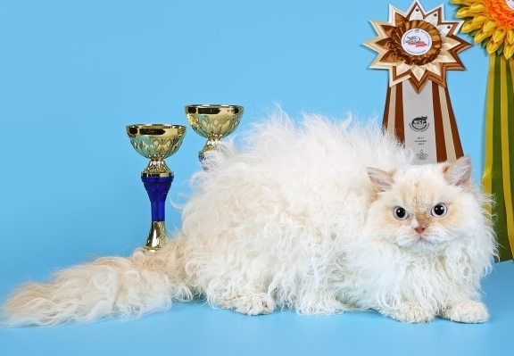 Коту Эклеру посвящается...